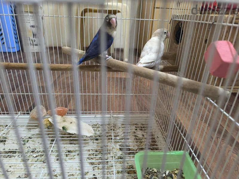 love bird pair for sale with cage 5