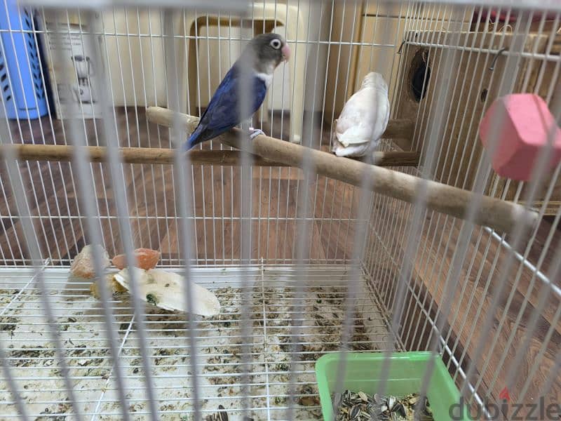 love bird pair for sale with cage 7