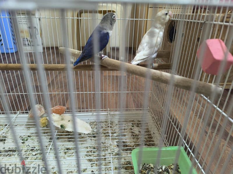 love bird pair for sale with cage 8