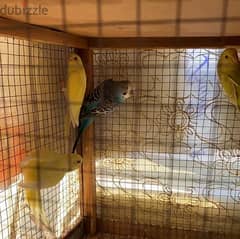 Adult Budge and finch for sell