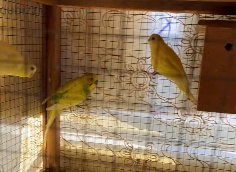 Adult Budge and finch for sell 1
