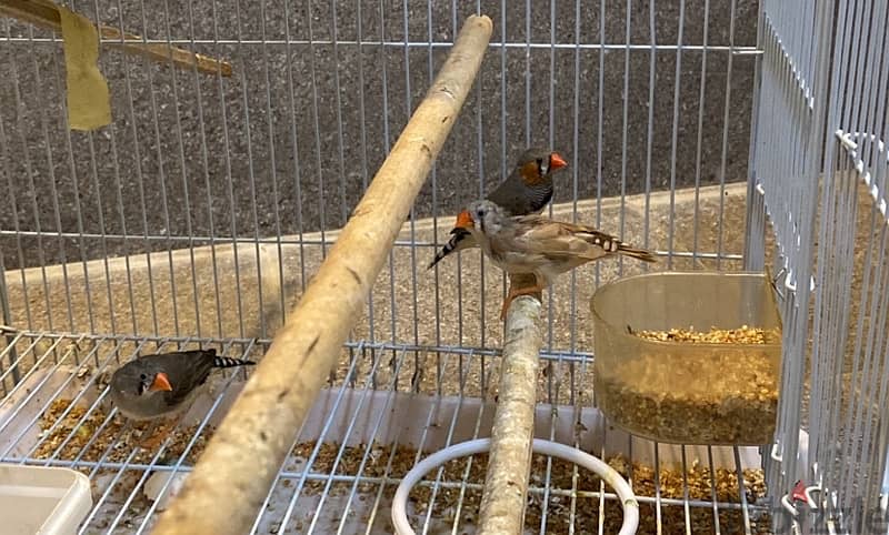 Adult Budge and finch for sell 2