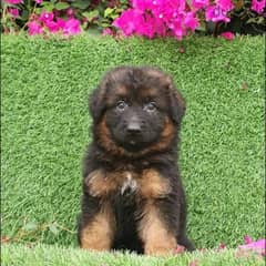 male and female German sheprd puppies long hair top level