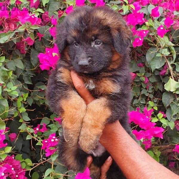 male and female German sheprd puppies long hair top level 1
