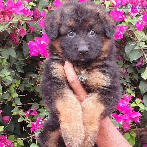 male and female German sheprd puppies long hair top level 2