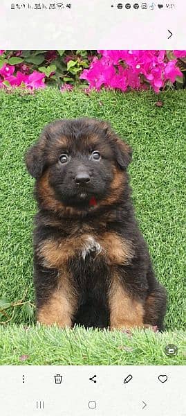 male and female German sheprd puppies long hair top level 3