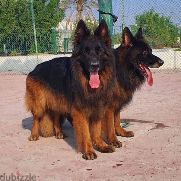 male and female German sheprd puppies long hair top level 5
