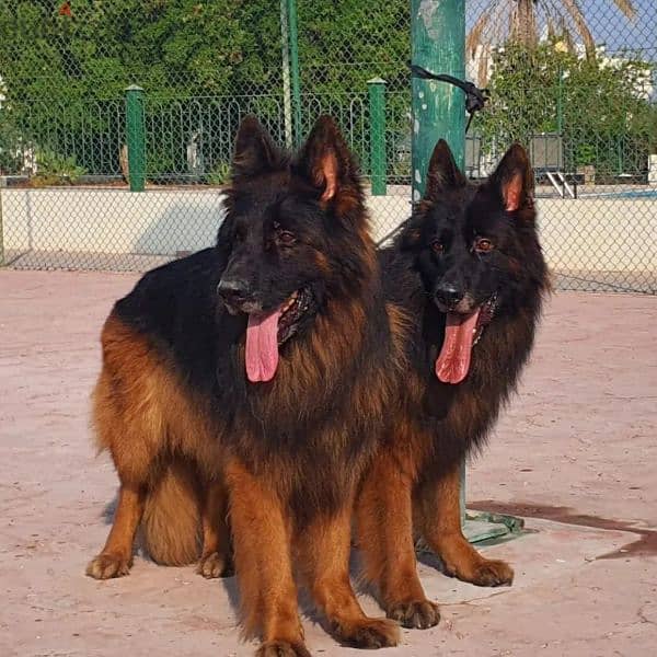 male and female German sheprd puppies long hair top level 6