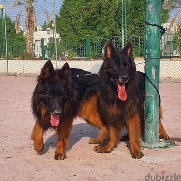 male and female German sheprd puppies long hair top level 8