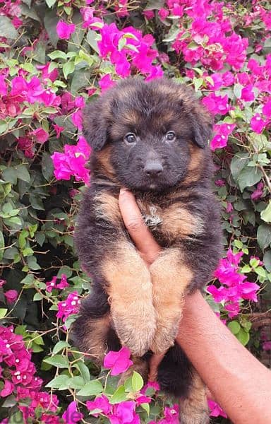 male and female German sheprd puppies long hair top level 9