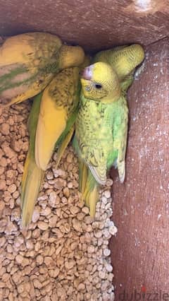 budgies chicks for sale with nesting box