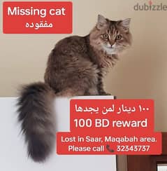 MISSING CAT PLEASE HELP
