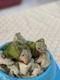 Indian ring neck parrot chick Green Color For Sale Age 25 Days 0