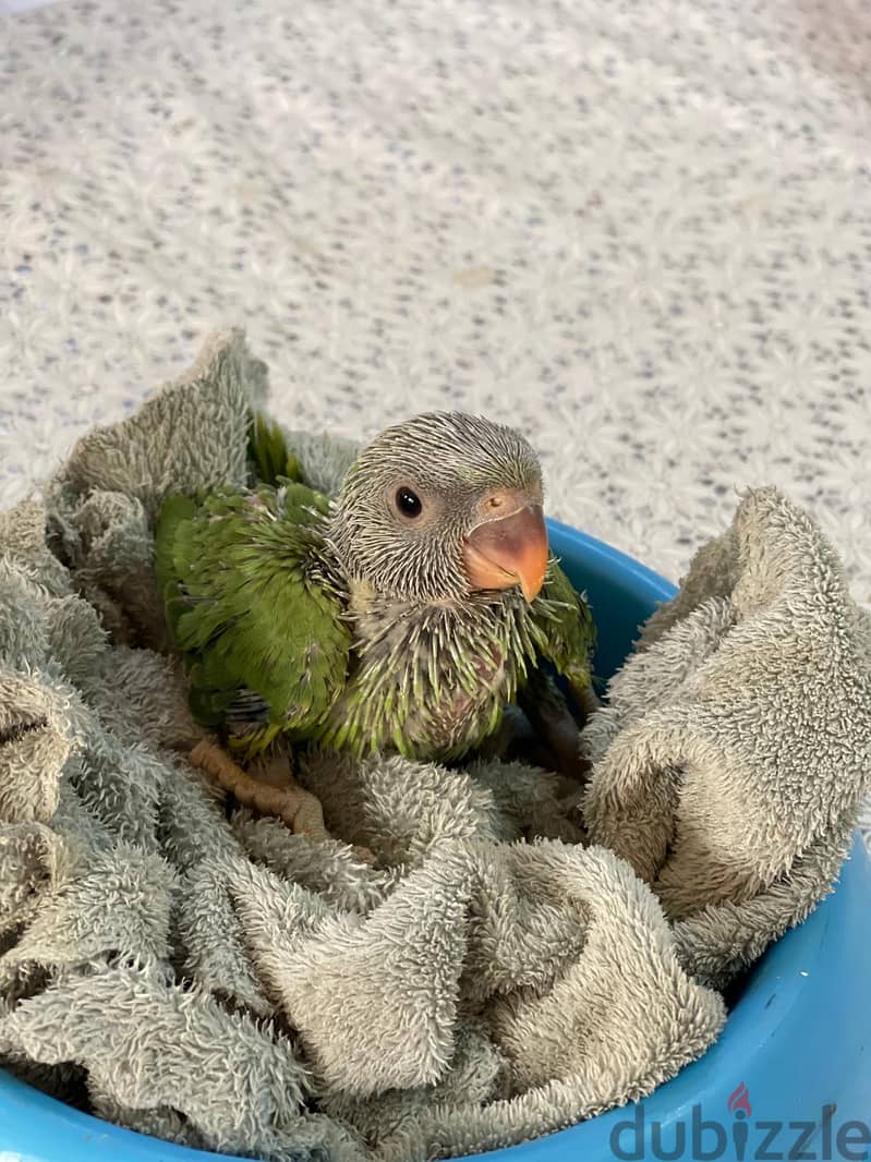 Indian ring neck parrot chick Green Color For Sale Age 25 Days 1