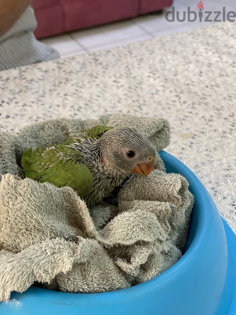 Indian ring neck parrot chick Green Color For Sale Age 25 Days 2