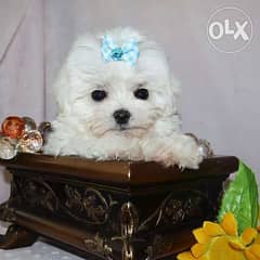 cute maltese puppy up for sale. 0