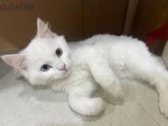 kitten Available for adoption 0