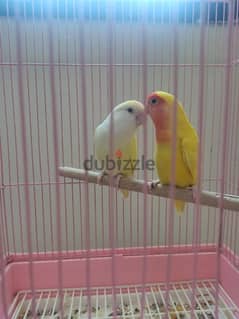 Crimino and Lutino love Bird