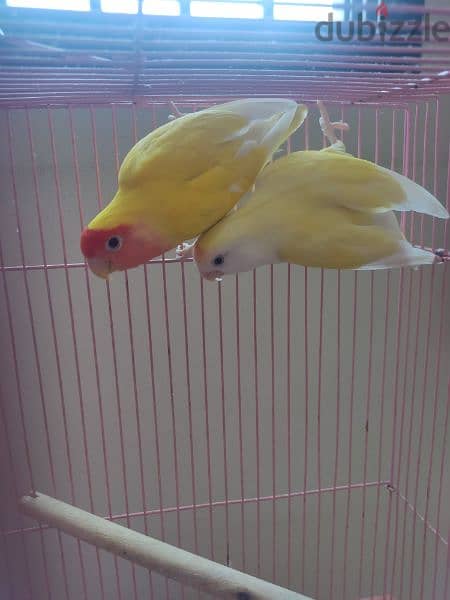 Crimino and Lutino love Bird 1