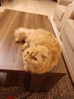 3 PERSIAN CATS ARE AVAILABLE (FREE ONLY)