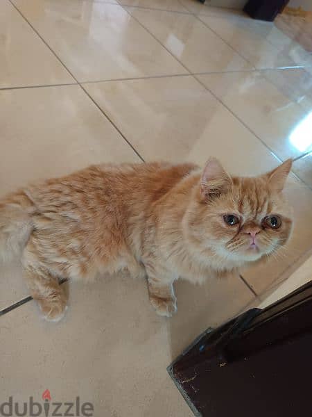 3 PERSIAN CATS ARE AVAILABLE (FREE ONLY) 1