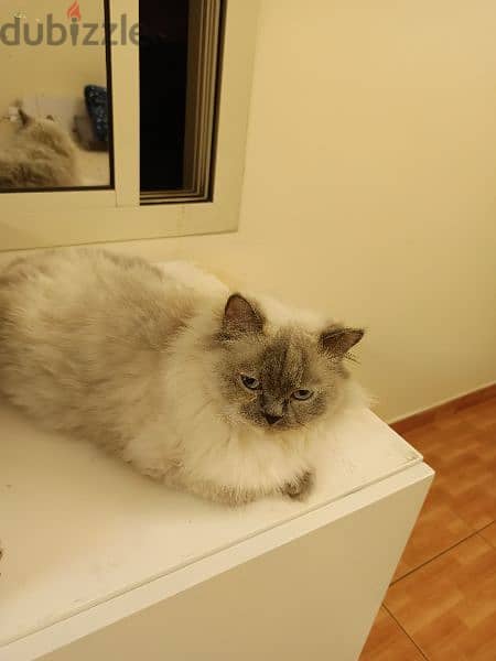 3 PERSIAN CATS ARE AVAILABLE (FREE ONLY) 3