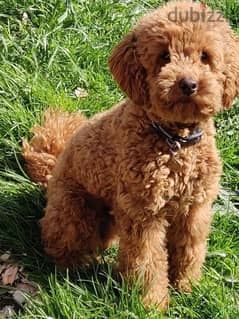Looking for and Yorkshire poodle ويوكرشاير مطلوب كلاب بودل