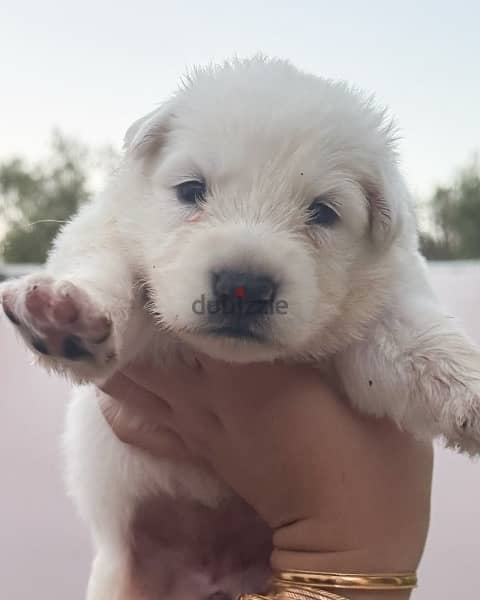pure white German shepherd puppies يراوه بيور وايت جيرمن شيبرد 3