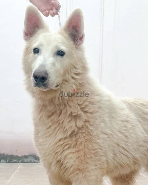 pure white German shepherd puppies يراوه بيور وايت جيرمن شيبرد 6