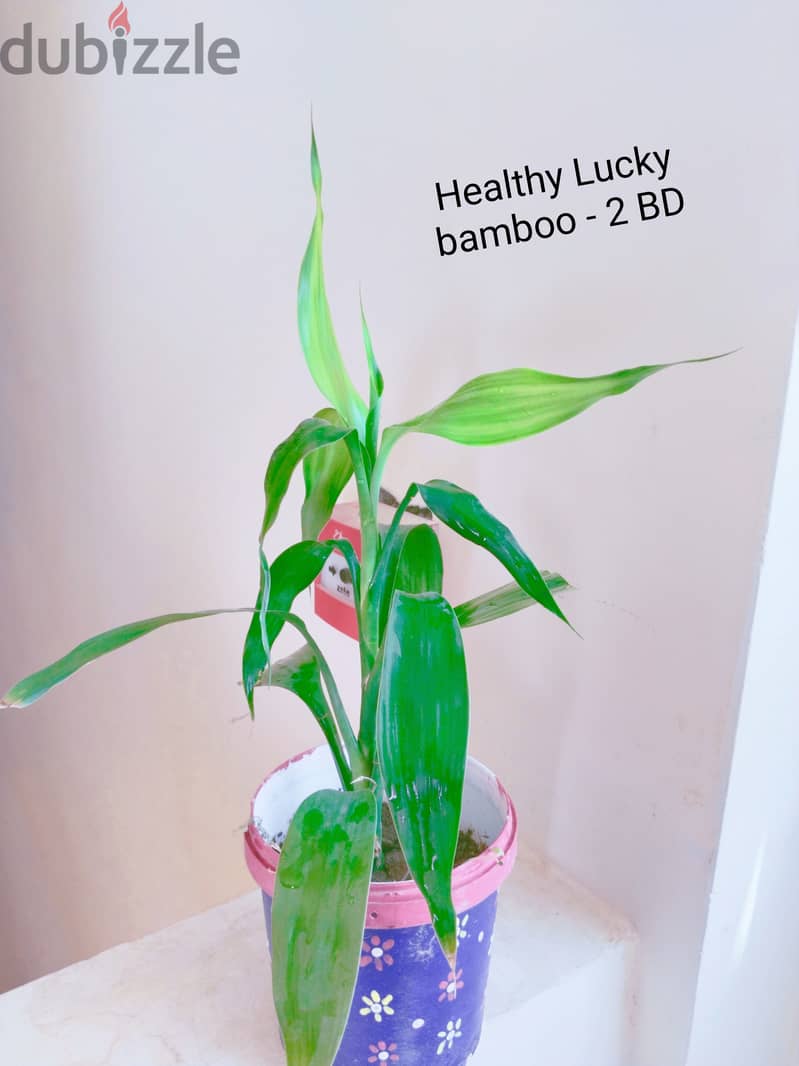 Healthy Green money plant, lucky bamboo, cactus 1
