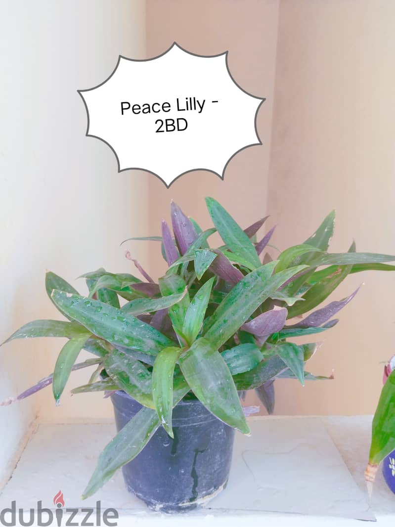 Healthy Green money plant, lucky bamboo, cactus 2
