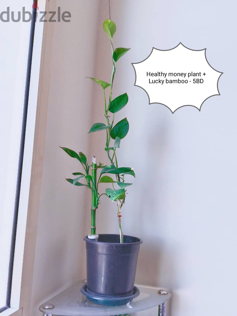 Healthy Green money plant, lucky bamboo, cactus 3