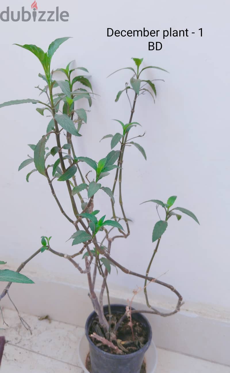 Healthy Green money plant, lucky bamboo, cactus 6