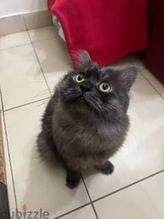 Male cat for adoption