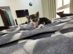 kittens for adoptions