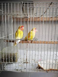 love birds male and female