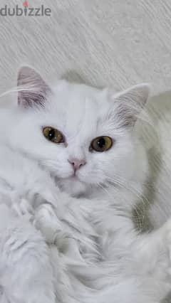 white cat for adoption