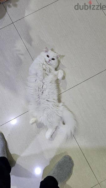white cat for adoption 1