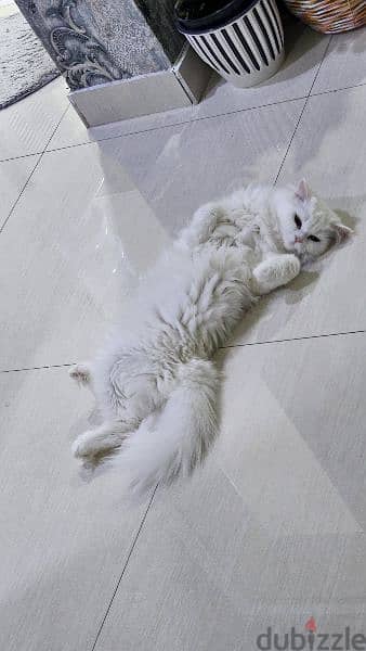 white cat for adoption 2