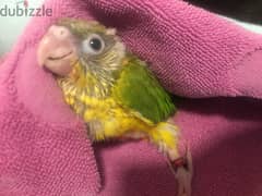 Pineapple Conure Baby باينبل كنيور فرخ غر