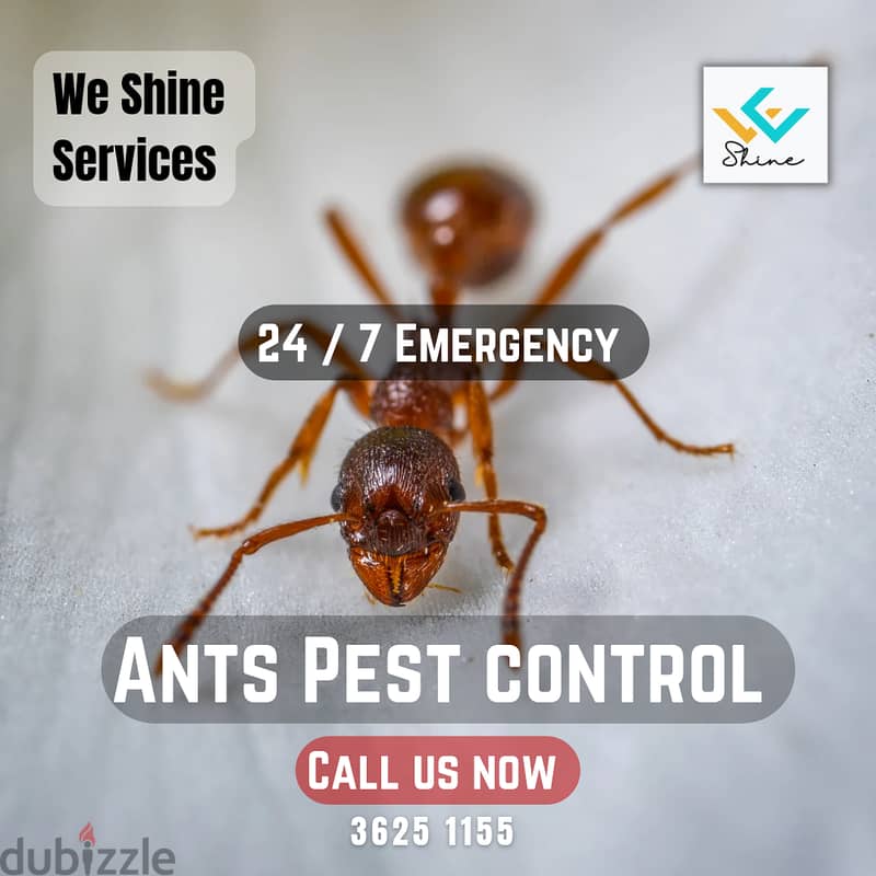 Pest control services in Bahrain 24/7 5