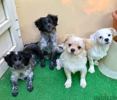 Puppies for urgent sale
