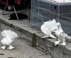 Breeder shirazi and fantail pigeons pairs with 3 grown up babies 0