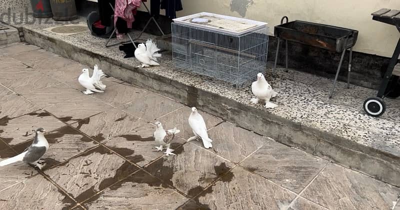 Breeder shirazi and fantail pigeons pairs with 3 grown up babies 1