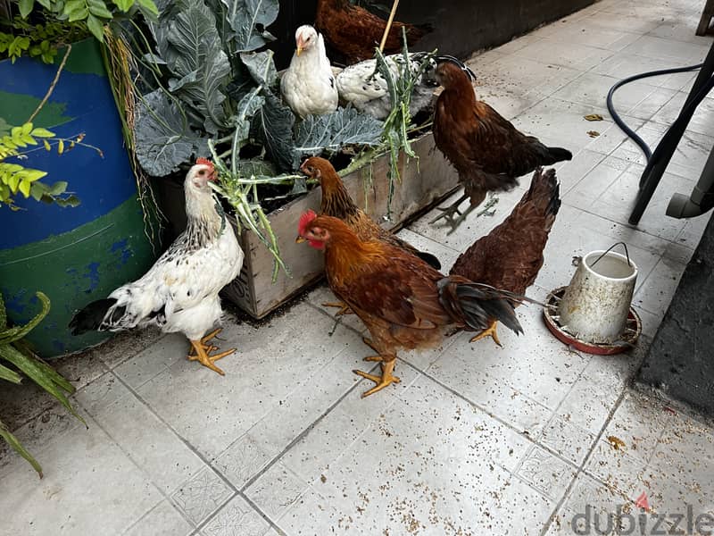 Roosters for sale 2