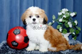 Shihtzu on sale for only those who can take care 0