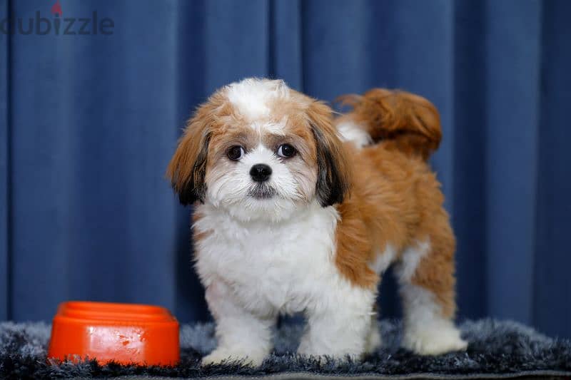 Shihtzu on sale for only those who can take care 2
