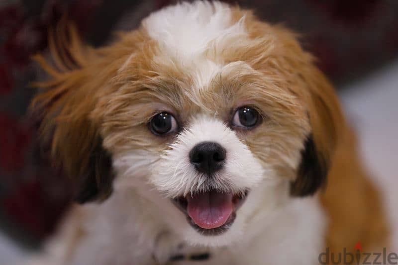 Shihtzu on sale for only those who can take care 3