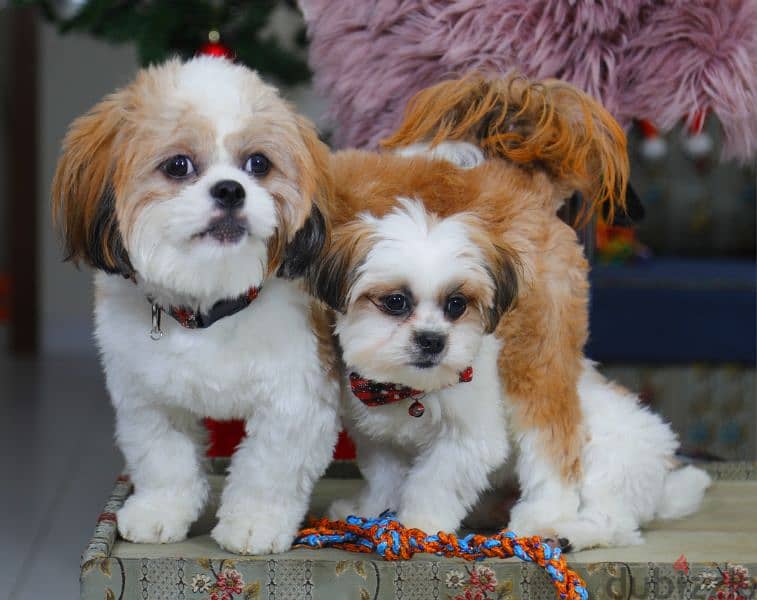 Shihtzu on sale for only those who can take care 5