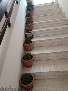 8 Beautiful Big Cactus plants for 30BD 0